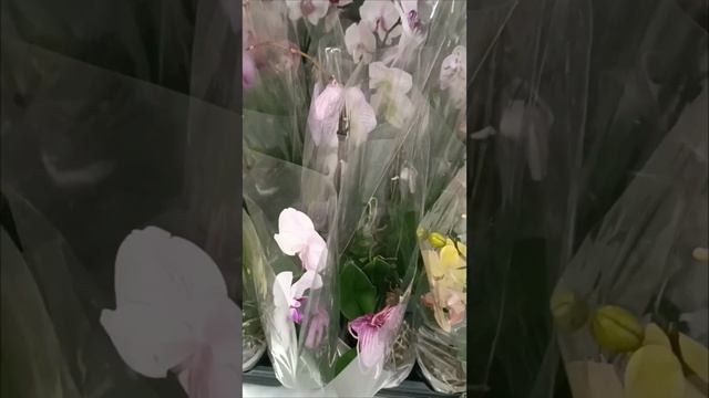 Орхидеи