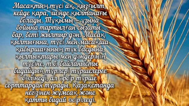 ПШЕНИЦА.БИДАЙ. WHEAT. БИДАЙ ТУРАЛЫ МӘЛІМЕТ 🌾🌾🌾🌾🌾🌾