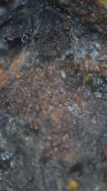 Как правильно есть банан смотреть онлайн