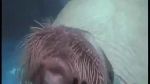 Подборка видео приколов с животными Удивительные, смешные, забавные! смотреть онлайн