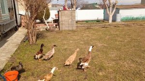 Ездили в питомник за саженцами🌳, продолжаю городить на огороде🏡. Переселили индоуток на ПМЖ🦆🦆🦆!