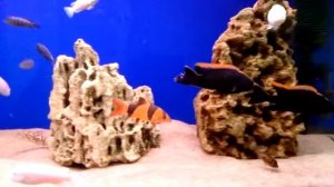 Цихлиды Отофаринкс Блек Оранж.