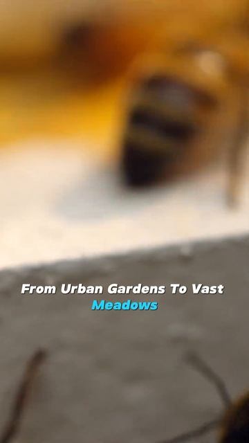 The Secret Life of Bees: #Bees смотреть онлайн