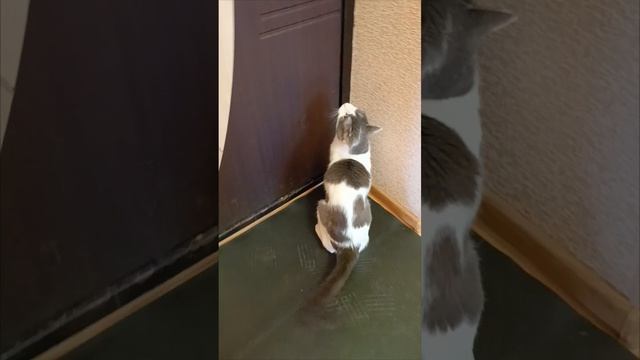 "Хочу гулять! И  точка!"