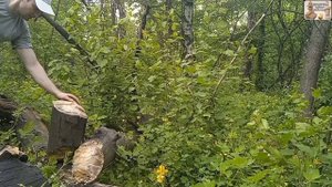 Топор-колун 🪓 СССР (ЛИТОВСКИЙ), тест по рубке и колке брёвен 🪵 сосны 🌲. Топорище 73 см.
