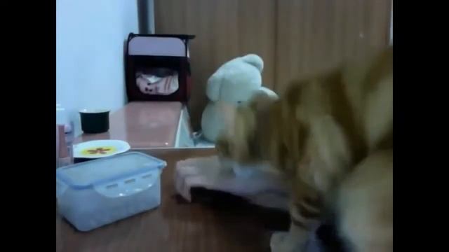 Прикольные животные Самые смешные видео про котов! смотреть онлайн