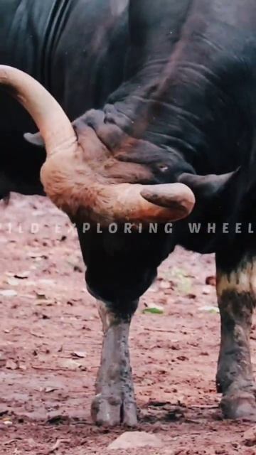 #indianguar #guar #wildexploringwheels #canoneos200d смотреть онлайн