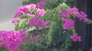 Lovely Lemas Suite Hotel Side Turkey