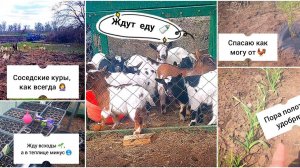 ЧУЖИЕ куры 🐓 УБИЛИ мою СМОРОДИНУ 🙀😭. Так и живем в деревне