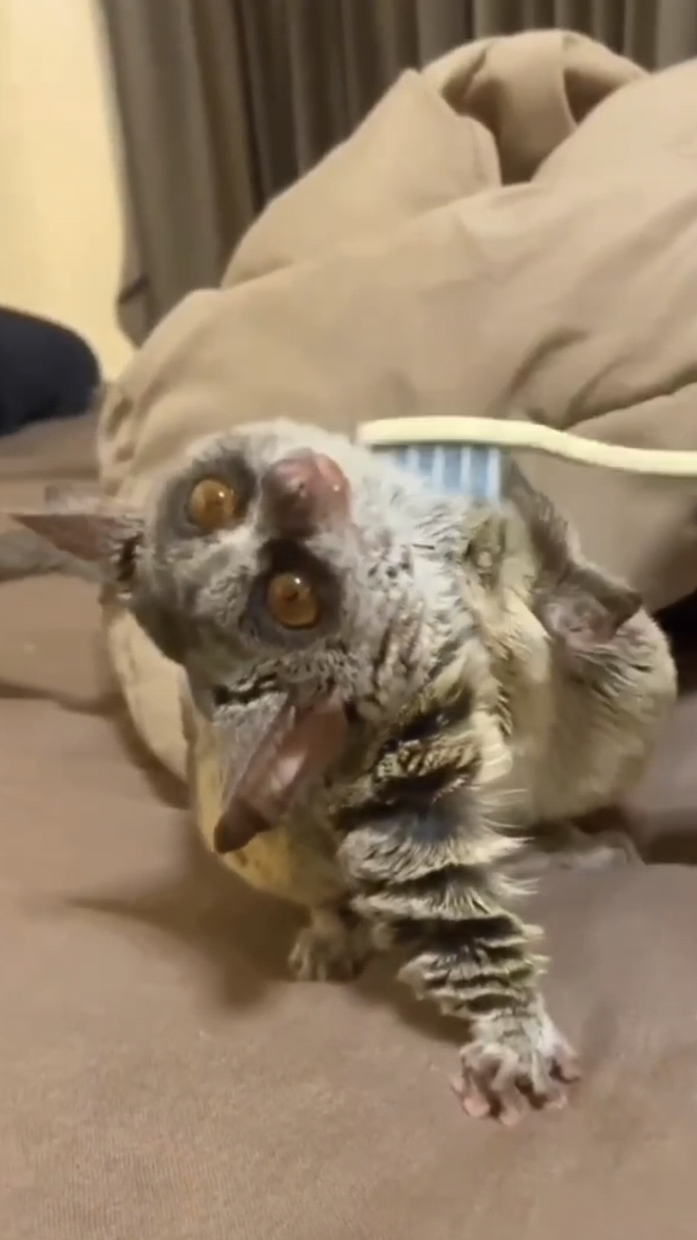 Это не Котейко 🐱