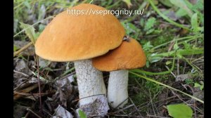 Какие грибы из семейства болетовых встречаются в наших лесах