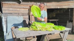 Уборка ТАБАКА началась. Ничего не успеваем. Работаем до ночи. Наша жизнь в деревне. mp4