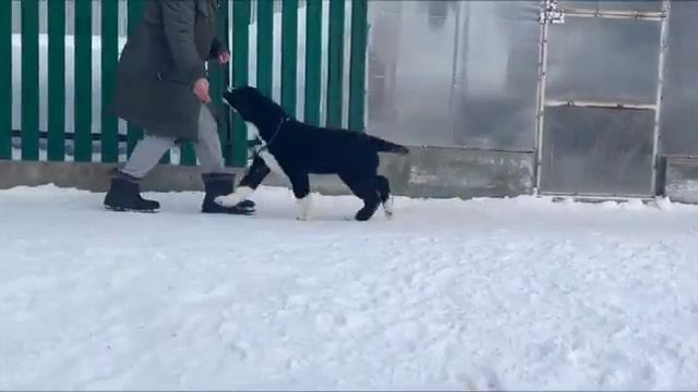 ДАР ДАРШАНЫ ПЛАТОН(3 месяца) Рус Маранд Троян *И- Кара Эль Аглая Дар Даршаны смотреть онлайн