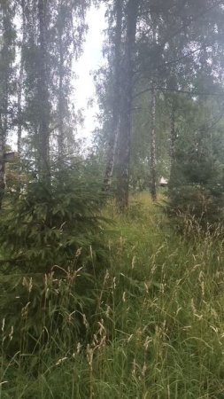 Среди деревьев летом