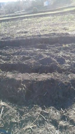 Бугры под клубнику