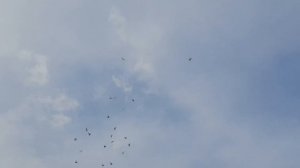 Иранские бойные голуби//Головатые//Опять сильный ветер//Появились голубята