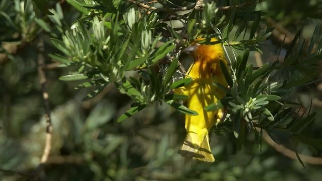 Юг Африки секреты дикой природы-