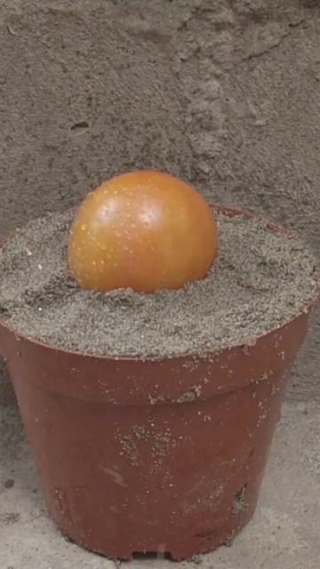 Tomatoes and bananas make up #shorts смотреть онлайн