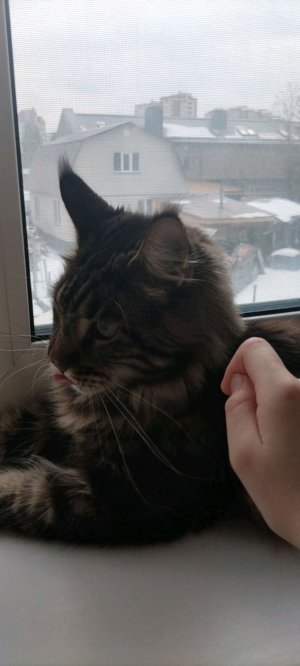 айпад + делаю арты стоимость: 5-10 робуксов