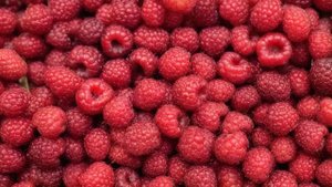 Как бороться и чем опрыскивать черешню от червей - Деревья