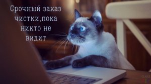 🐈Отрывок из сеанса энергетической чистки через слипера кошки-контролёра Лучии.