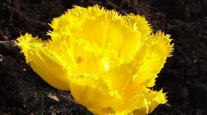 Моя весна / 14.04.2025