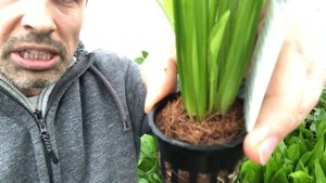 Echinodorus grisebachii bleherae (Amazon sword)