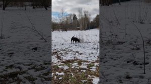 Сандр #шереметьевский #приют
