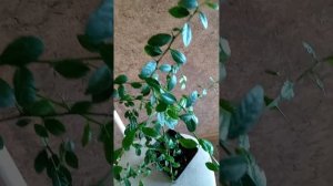 микроцитрус фаустрайм