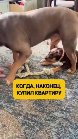 Когда, наконец, купил квартиру🤣