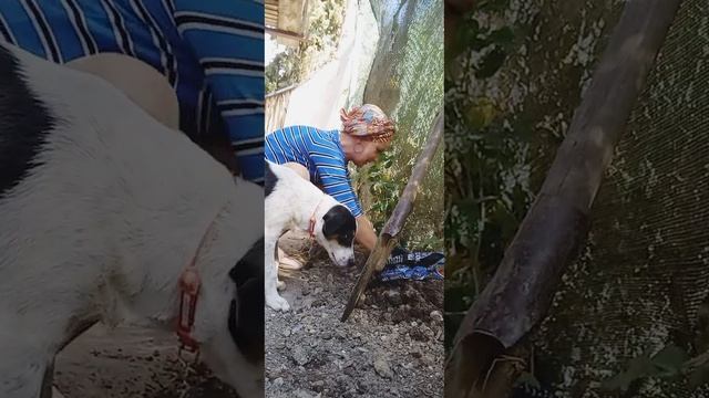 ДОМ ЕСТЬ, СЫН ЕСТЬ, САЖАЕМ ДЕРЕВЬЯ :)