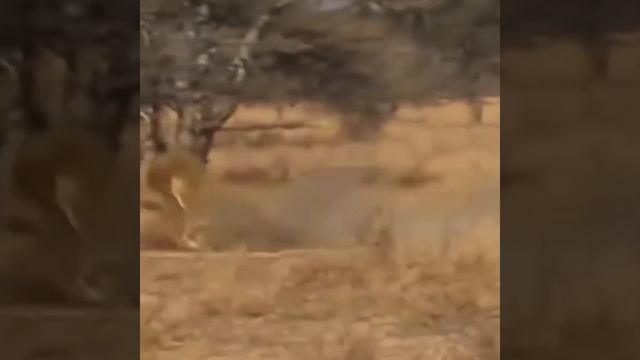 Oryx fights back with leopard, lion and wild dogs   Snake vs frog, Python vs lion vs zebra