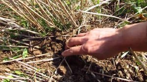 пробный прямой посев по стерне ржи