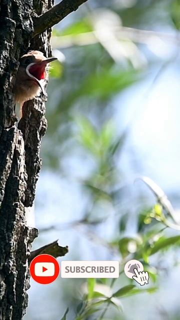 Unveiling the Heartwarming Bond: Witness a Bird Nurturing Her Chicks with Love ❤️🐣