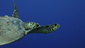 Тайны Красного моря.