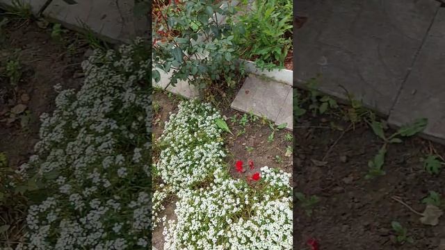 Сад с хвойными, гортензиями и розами ч.77 Новосибирск