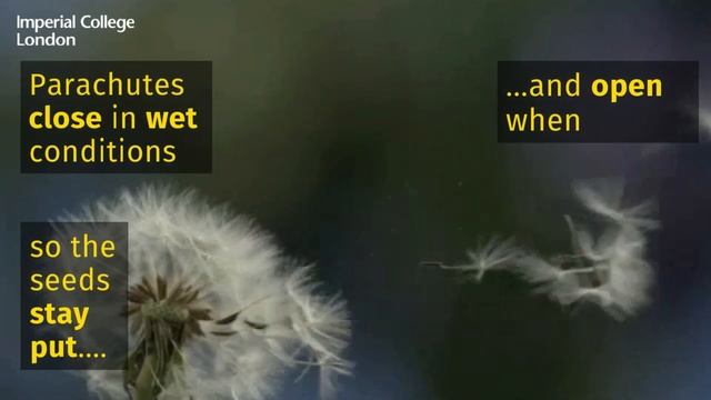 How do dandelions sense and respond to their environment so well? смотреть онлайн