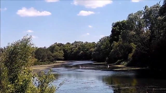 Волшебный лес. Мы за городом. смотреть онлайн