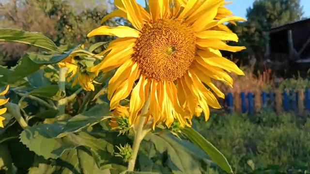 Маринуем хрустящие кабачки/капаем картошку/ последняя 🍓замораживаем смотреть онлайн