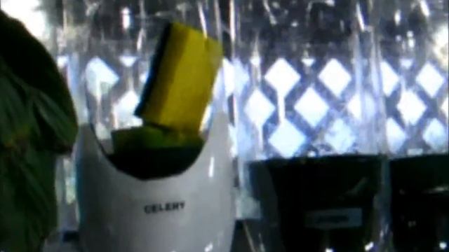 Indoor Aquaponic Windowfarm Project