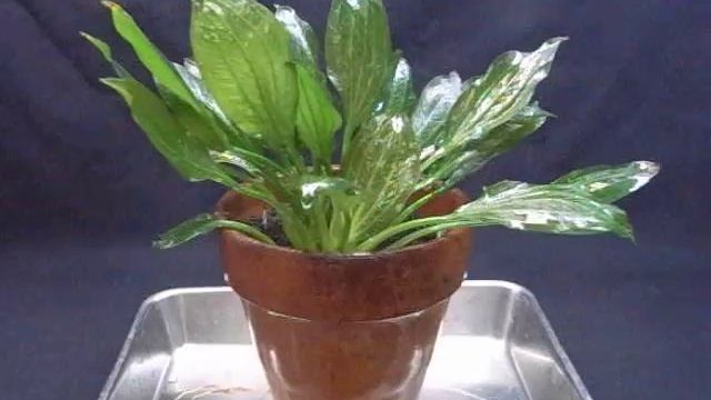 エキノ　オパクス　パラグアイ産　増殖株 смотреть онлайн