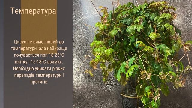 Як доглядати за цисусом? Всі секрети в одному відео!