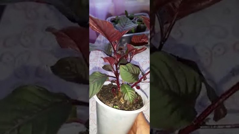 Фуксия