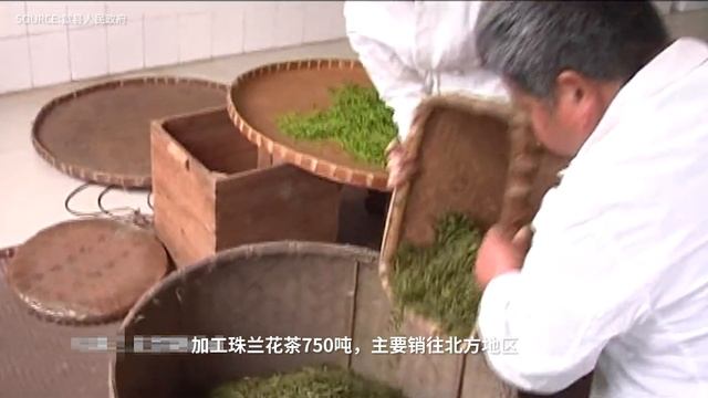 你知道花茶中的“小家碧玉”——珠兰花茶吗？