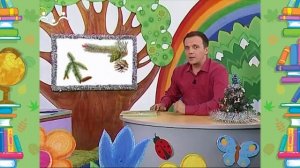 Школа Шишкиного Леса. Природоведение. Хвойные деревья