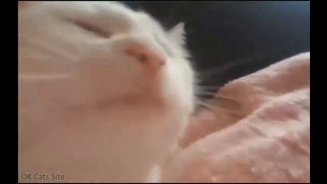 Сat vibes (Хочу Икры И Сало) смотреть онлайн