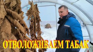 ТАБАК в парнике зимой. Распилили на стеллажи весь пиломатериал. Наша жизнь в деревне