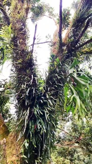 Elkhorn Ferns and Pyrrosia Ferns on a Macadamia Nut Tree