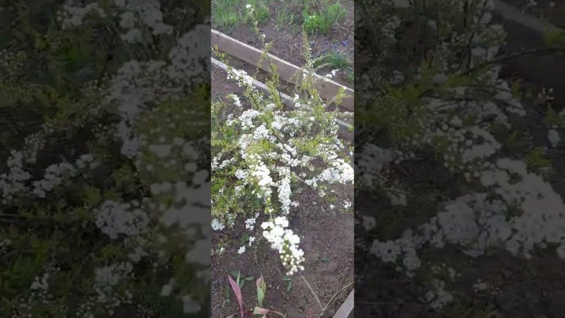 Спирея серая зацвела.