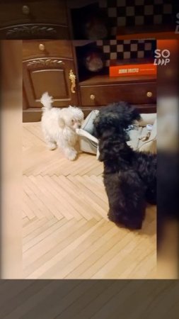 Сеанс доготерапии